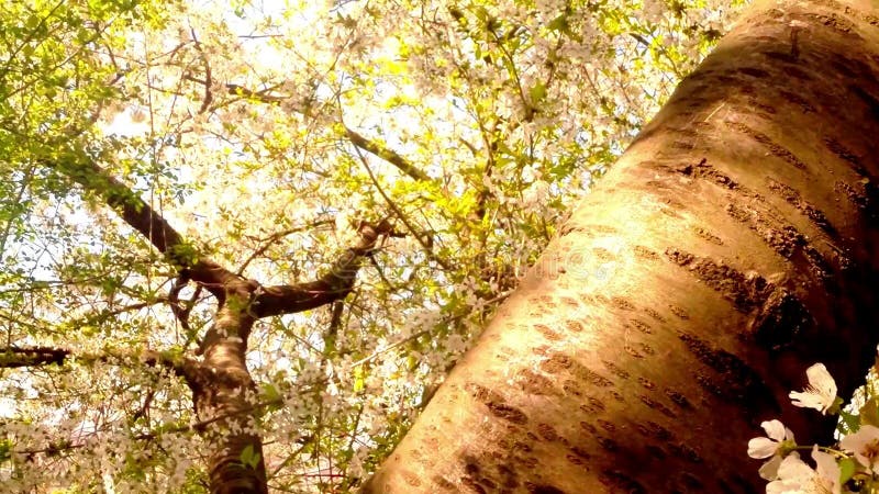 Bloeit fruit die bomen het tot bloei komen, kersenbomen en vliegende bijen rond de bloemen, de zon door de kers