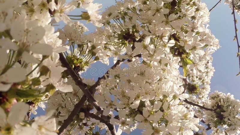 Bloeit fruit die bomen het tot bloei komen, kersenbomen en vliegende bijen rond de bloemen, de zon door de kers