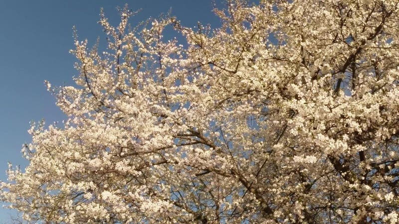 Bloeit fruit die bomen het tot bloei komen, kersenbomen en vliegende bijen rond de bloemen, de zon door de kers