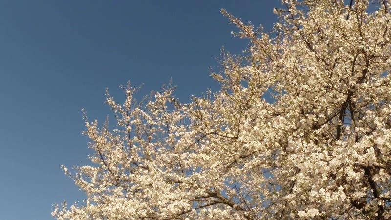 Bloeit fruit die bomen het tot bloei komen, kersenbomen en vliegende bijen rond de bloemen, de zon door de kers