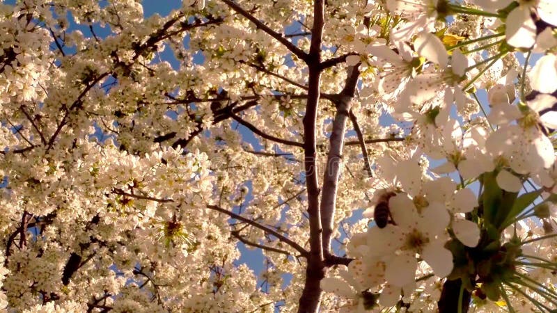 Bloeit fruit die bomen het tot bloei komen, kersenbomen en vliegende bijen rond de bloemen, de zon door de kers