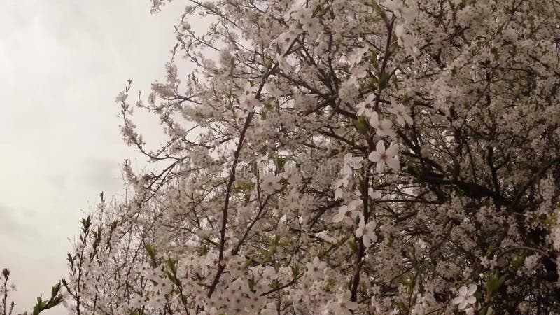 Bloeit fruit die bomen het tot bloei komen, kersenbomen en vliegende bijen rond de bloemen, de zon door de kers