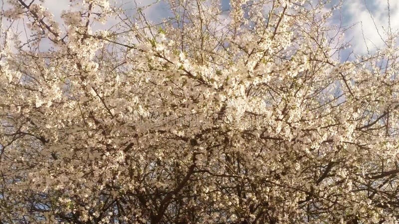 Bloeit fruit die bomen het tot bloei komen, kersenbomen en vliegende bijen rond de bloemen, de zon door de kers