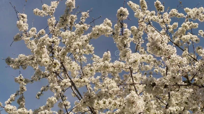 Bloeit fruit die bomen het tot bloei komen, kersenbomen en vliegende bijen rond de bloemen, de zon door de kers