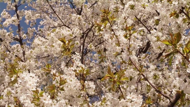 Bloeit fruit die bomen het tot bloei komen, kersenbomen en vliegende bijen rond de bloemen, de zon door de kers