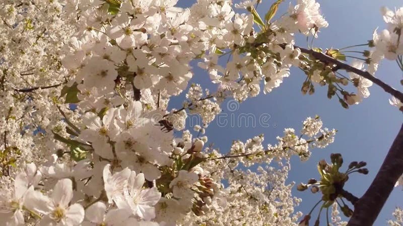 Bloeit fruit die bomen het tot bloei komen, kersenbomen en vliegende bijen rond de bloemen, de zon door de kers