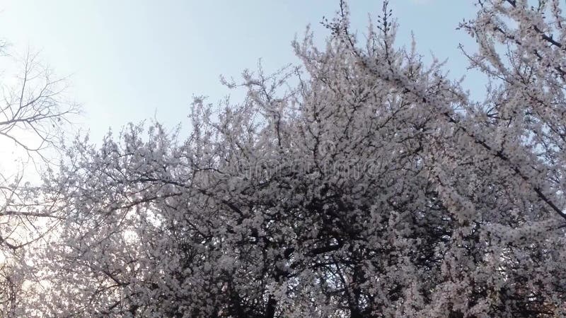 Bloeit fruit die bomen het tot bloei komen, kersenbomen en vliegende bijen rond de bloemen, de zon door de kers