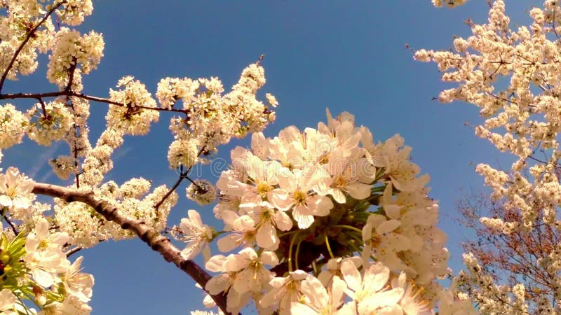 Bloeit fruit die bomen het tot bloei komen, kersenbomen en vliegende bijen rond de bloemen, de zon door de kers