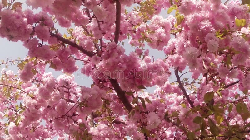 Bloeit fruit die bomen het tot bloei komen, kersenbomen en vliegende bijen rond de bloemen, de zon door de kers