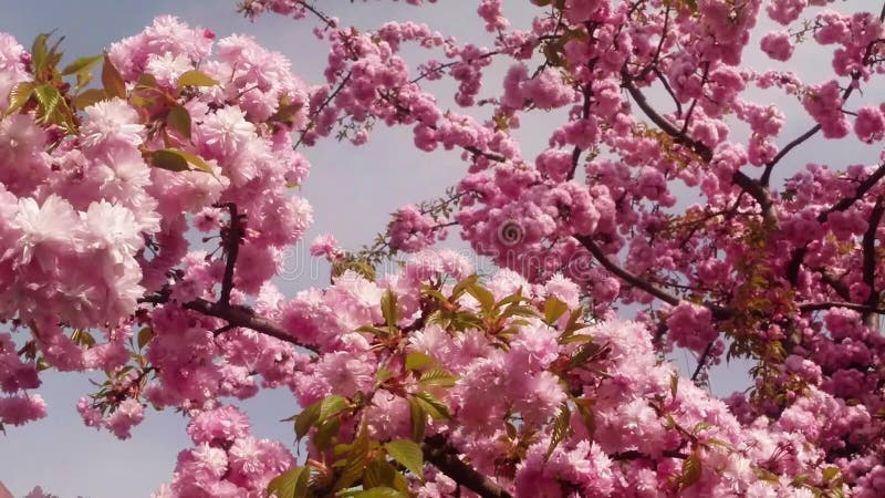 Bloeit fruit die bomen het tot bloei komen, kersenbomen en vliegende bijen rond de bloemen, de zon door de kers