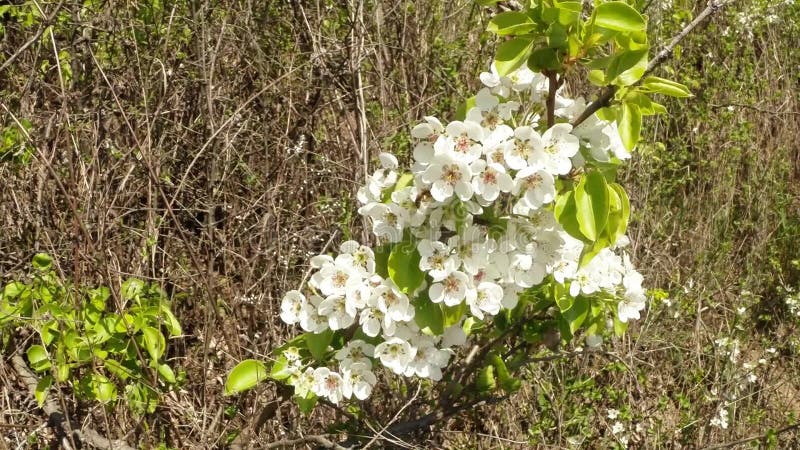 Bloeit fruit die bomen het tot bloei komen, perenbomen en vliegende bijen rond de bloemen, de zon door de kers