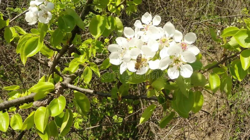 Bloeit fruit die bomen het tot bloei komen, perenbomen en vliegende bijen rond de bloemen, de zon door de kers