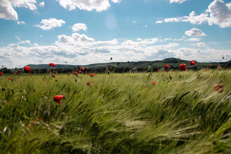 Bloeit het de lente groene gebied van rogge, aren met heldere rode papaver tegen de blauwe hemel met weelderige witte wolken Zonn royalty-vrije stock afbeelding Bloeit het de lente groene gebied van rogge, aren met heldere rode papaver tegen de blauwe hemel met weelderige witte wolken Zonn royalty-vrije stock afbeelding