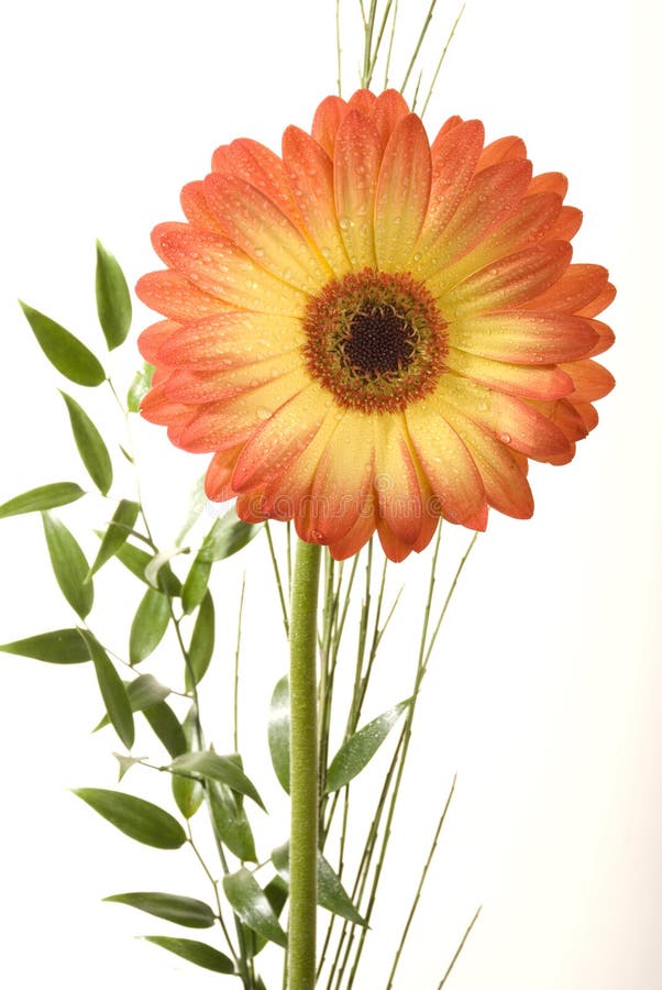 Bloem stock foto Bloem stock foto