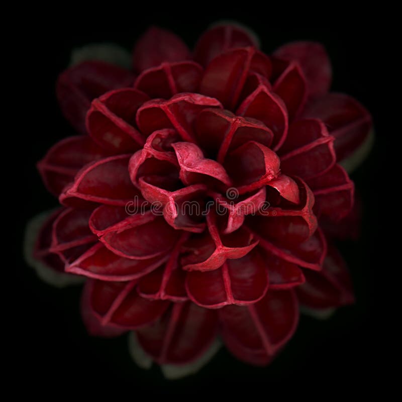 Bloem Bloem