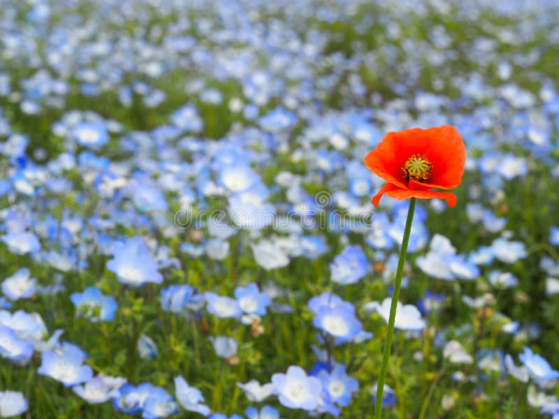 Bloem stock foto's Bloem stock foto's