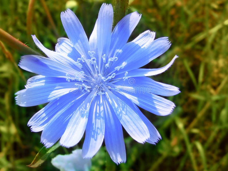 Bloem van blauw witlof stock foto Bloem van blauw witlof stock foto