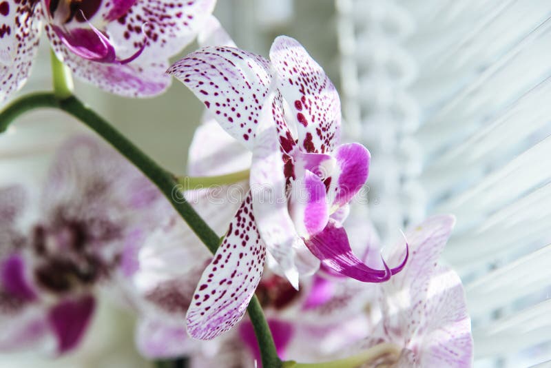 Bloem van orchidee tegen een venster met jaloezies Macrobeeld met ondiepe diepte van nadruk royalty-vrije stock foto's Bloem van orchidee tegen een venster met jaloezies Macrobeeld met ondiepe diepte van nadruk royalty-vrije stock foto's