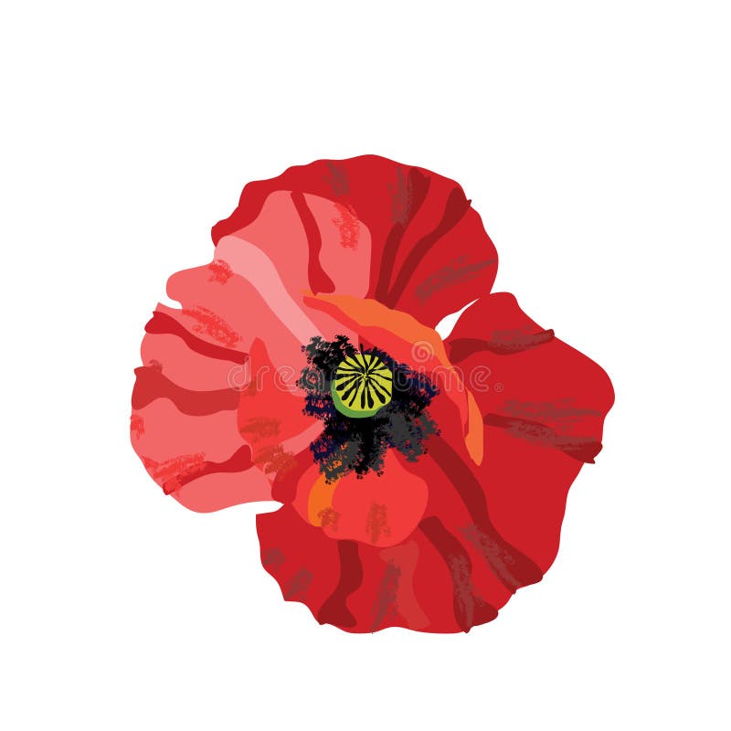 Flower of red poppy. Vector illustration. Flower of red poppy. Vector illustration.