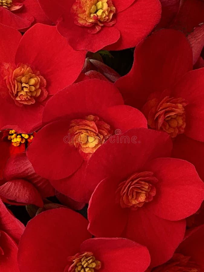 the image describes a floral background with a natural blurred red flower decoration. the image describes a floral background with a natural blurred red flower decoration
