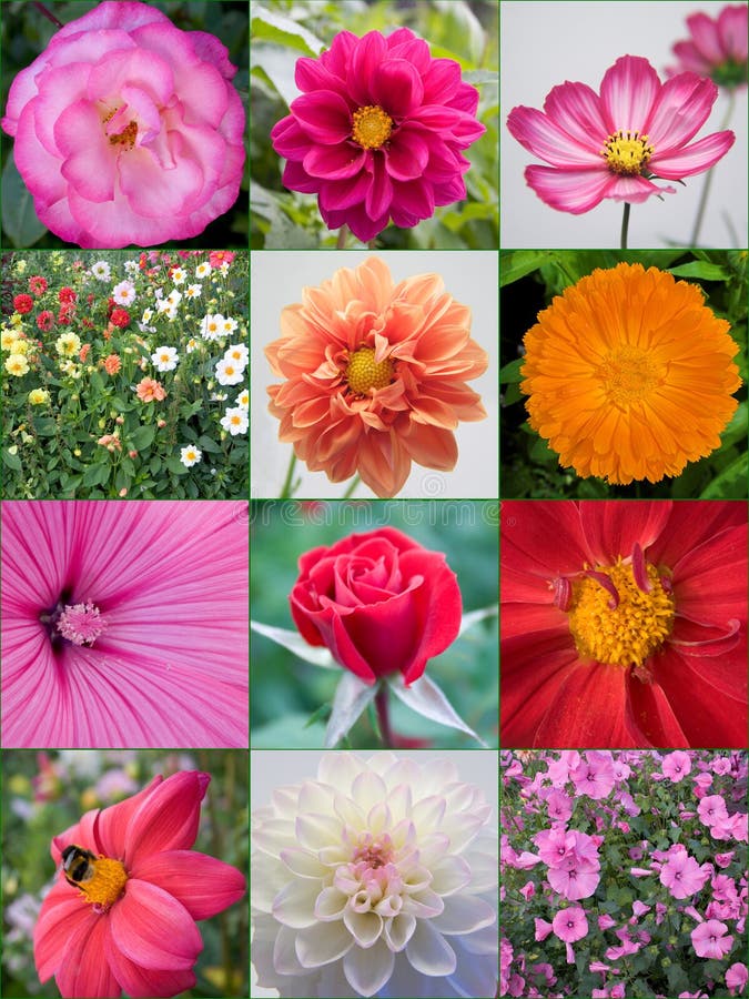 Bloemen Bloemen