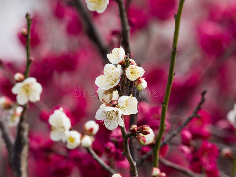 Bloemen in de lentereeks: witte pruim (Bai mei in Chinees) bloss royalty-vrije stock fotografie Bloemen in de lentereeks: witte pruim (Bai mei in Chinees) bloss royalty-vrije stock fotografie