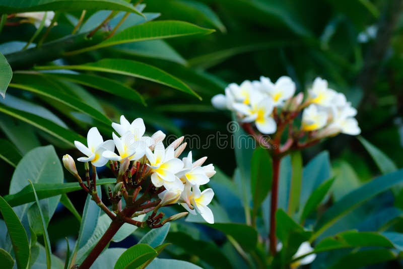 Bloemen in de tuin van een oud waardig huis in het historische stadscentrum van Jianshui Yunnan, China royalty-vrije stock afbeelding Bloemen in de tuin van een oud waardig huis in het historische stadscentrum van Jianshui Yunnan, China royalty-vrije stock afbeelding