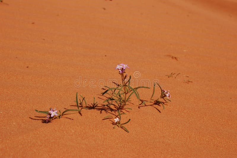 Flower growing in the desert. Flower growing in the desert