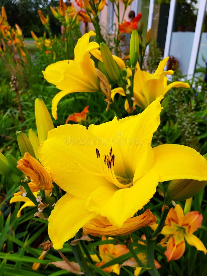 Bloemen, de zomer Zon kleuren, zon en hemel mooie en tedere lelie stock afbeelding Bloemen, de zomer Zon kleuren, zon en hemel mooie en tedere lelie stock afbeelding