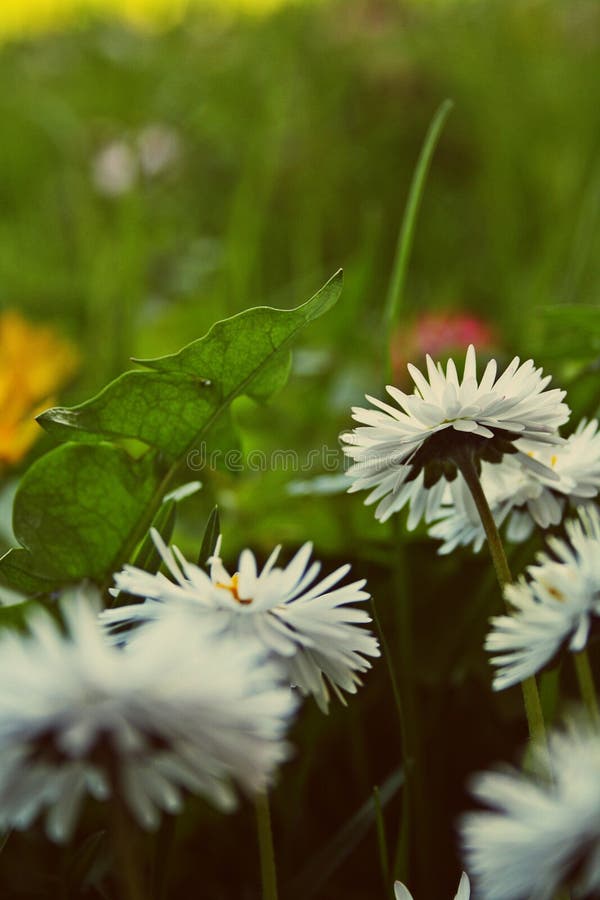 Bloemen die samen zijn stock afbeeldingen Bloemen die samen zijn stock afbeeldingen