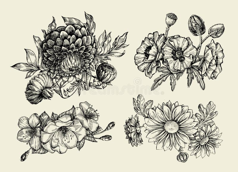 Flowers. Hand-drawn sketch flower, poppy, chrysanthemum dahlia Vector illustration. Flowers. Hand-drawn sketch flower, poppy, chrysanthemum dahlia Vector illustration