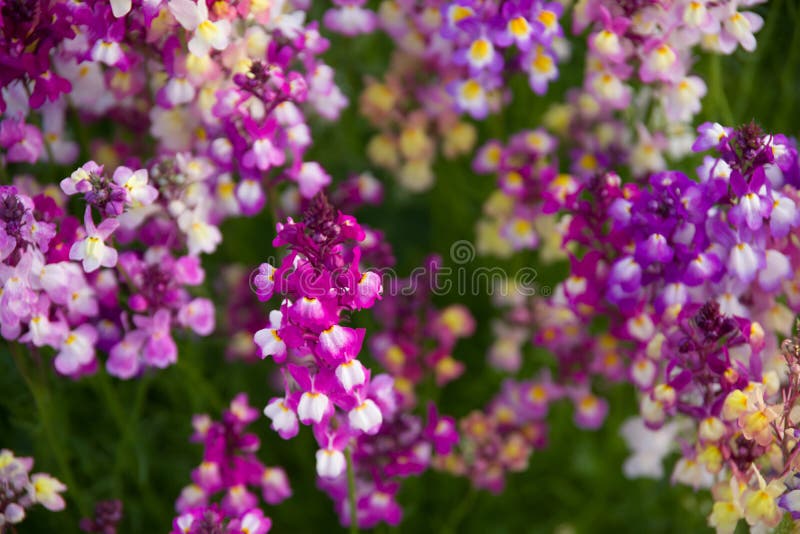 Bloemen in het centrum van de minatohaven van Chiba stock foto's Bloemen in het centrum van de minatohaven van Chiba stock foto's