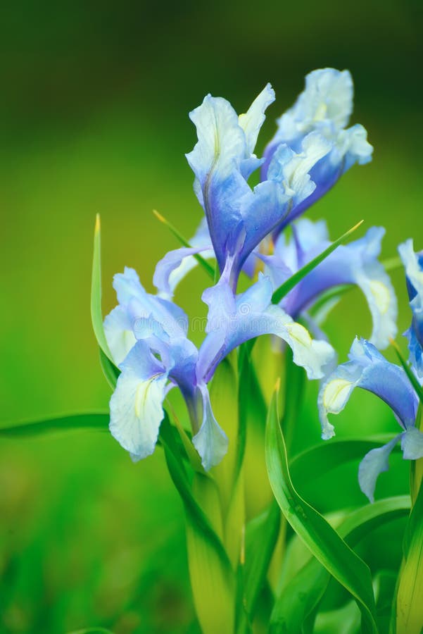 Bloemen lilac irissen stock fotografie Bloemen lilac irissen stock fotografie
