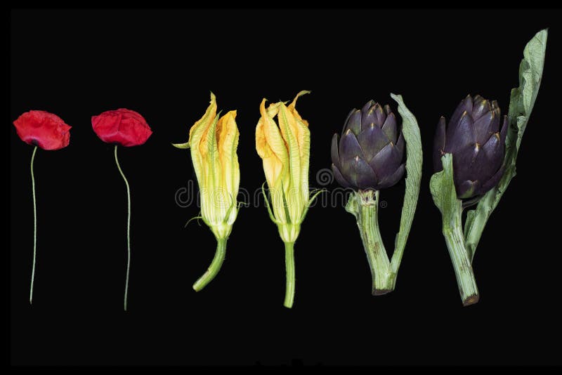 Bloemen, papavers, pompoenbloemen, artisjokken royalty-vrije stock foto's Bloemen, papavers, pompoenbloemen, artisjokken royalty-vrije stock foto's
