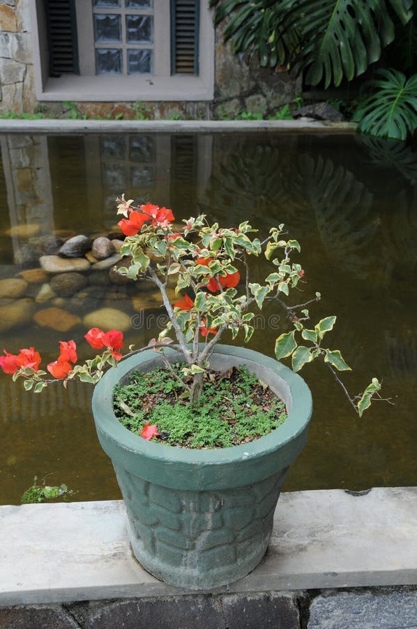 Bloemen in potten in een hotel op het Eiland Ceylon royalty-vrije stock afbeeldingen Bloemen in potten in een hotel op het Eiland Ceylon royalty-vrije stock afbeeldingen