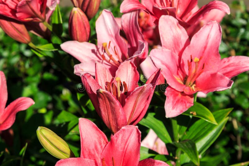 Bloemen, roze lelies stock afbeelding. Image of vreugde - 32848779