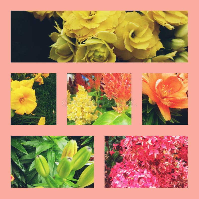 Bloemen tuin stock afbeeldingen Bloemen tuin stock afbeeldingen