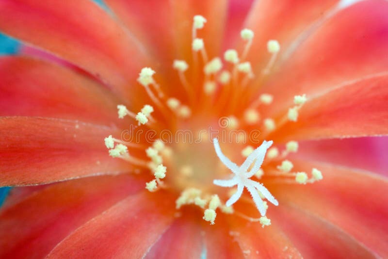 Bloemen van cactus. royalty-vrije stock fotografie Bloemen van cactus. royalty-vrije stock fotografie