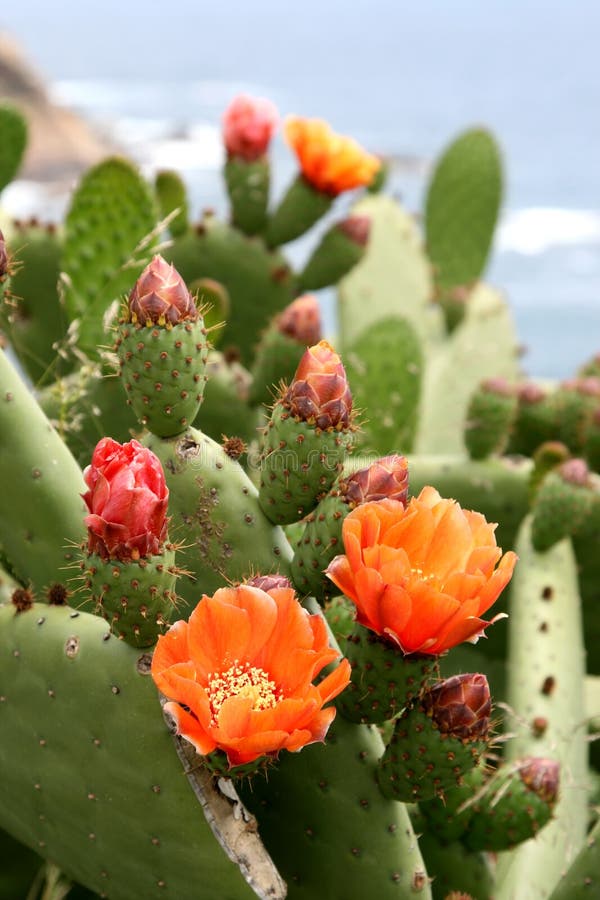 Bloemen van cactus in Spanje