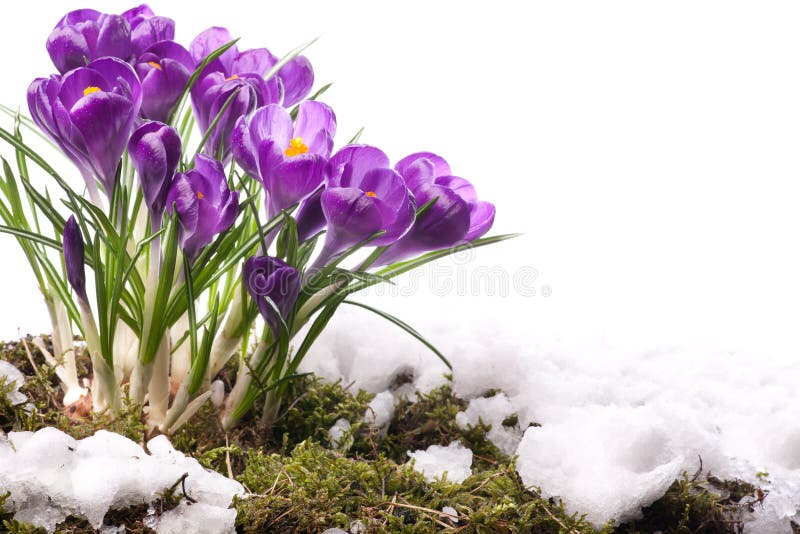 Kunst Mooie Lente Bloemen stock afbeeldingen