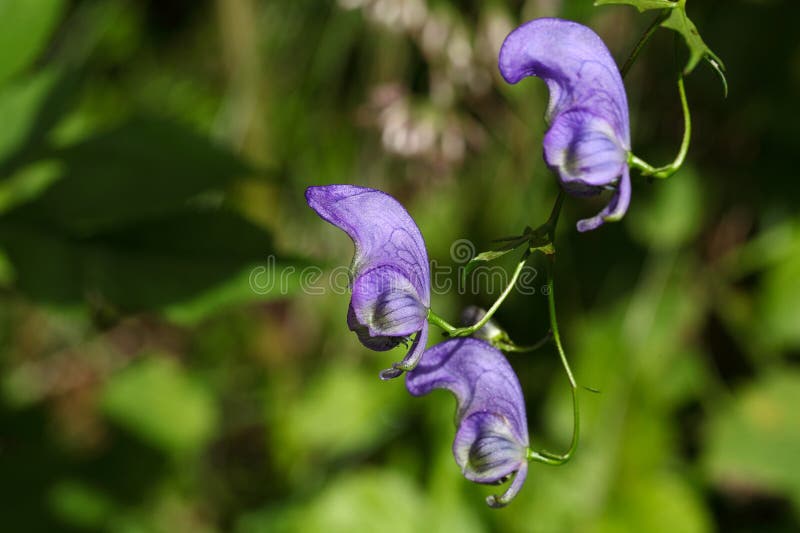 Bloemen van een Akonite (Aconitum-variegatum) royalty-vrije stock foto's Bloemen van een Akonite (Aconitum-variegatum) royalty-vrije stock foto's