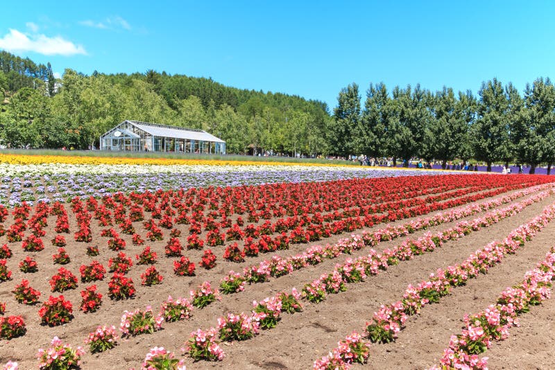 bloemen van het Tomita-landbouwbedrijf in Hokkaido met sommige toeristen op achtergrond stock foto bloemen van het Tomita-landbouwbedrijf in Hokkaido met sommige toeristen op achtergrond stock foto