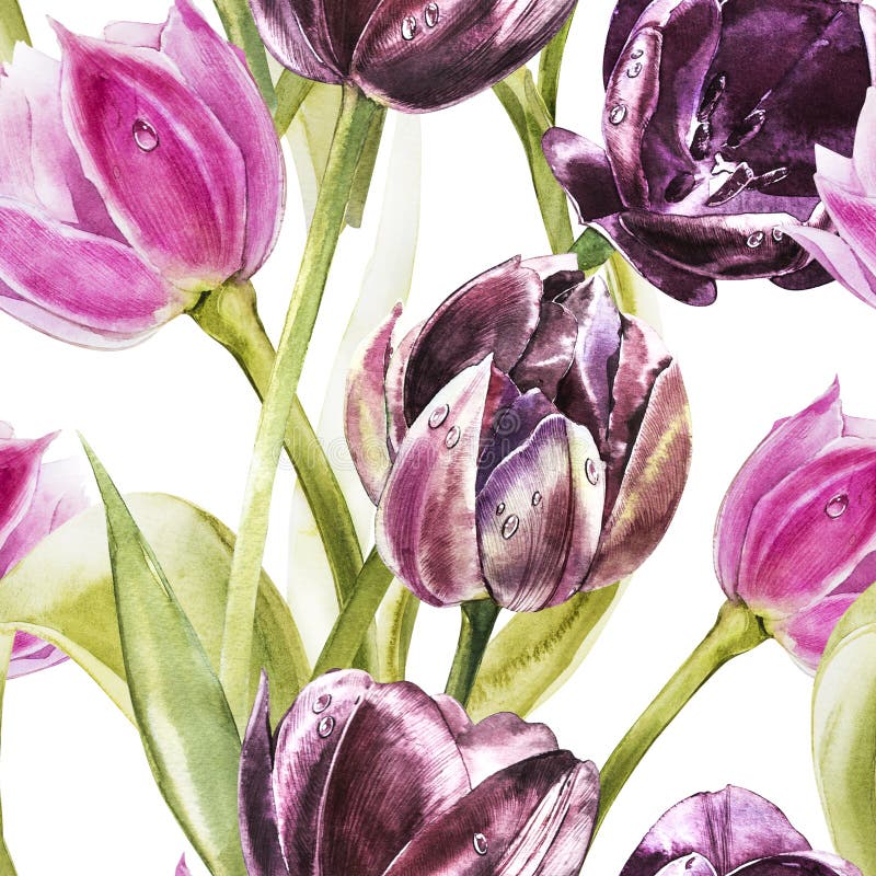 Bloemen van tulpen Waterverfhand getrokken botanische illustratie van bloemen Naadloos patroon royalty-vrije illustratie Bloemen van tulpen Waterverfhand getrokken botanische illustratie van bloemen Naadloos patroon royalty-vrije illustratie