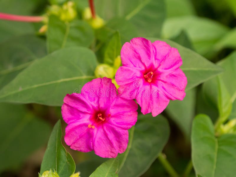 Bloemen van vier-uur stock afbeeldingen Bloemen van vier-uur stock afbeeldingen