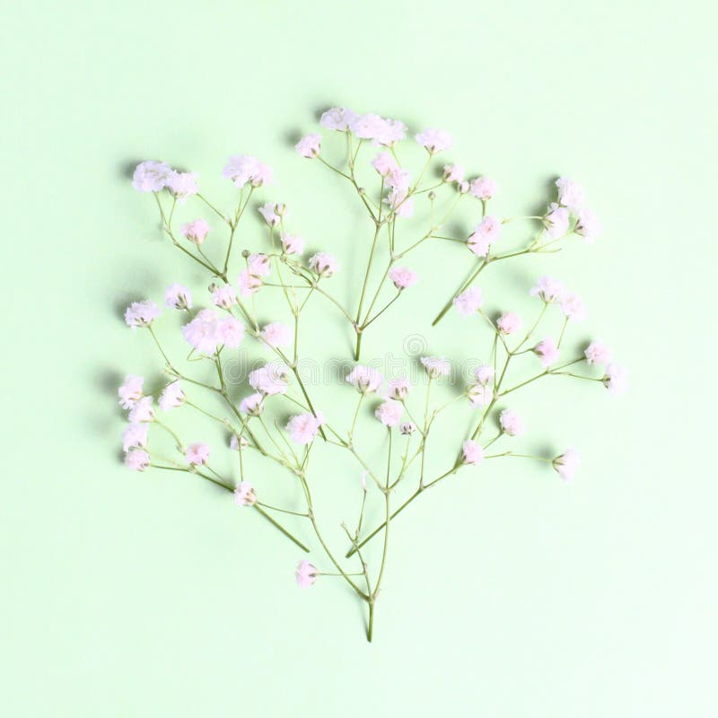 Bloemen. Zigeunerbloemen Op Groene Achtergrond. Veerconcept. Vlakke Ruimte Voor Bovenaanzicht Stock Foto - Image of bloem, spatie: 220961544 Bloemen. Zigeunerbloemen Op Groene Achtergrond. Veerconcept. Vlakke Ruimte Voor Bovenaanzicht Stock Foto - Image Of Bloem, Spatie: 220961544