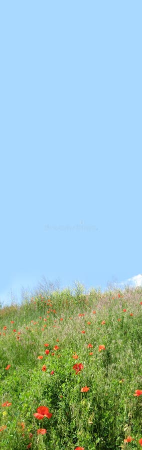 Bloemenbanner met blauwe hemel en rode papavers op een groene weide stock foto Bloemenbanner met blauwe hemel en rode papavers op een groene weide stock foto