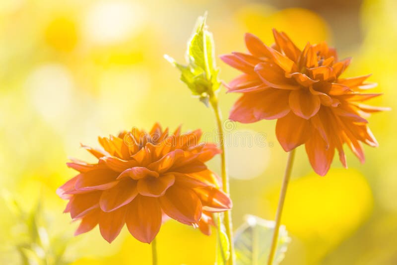 Bloemendahlia's het oranje stemmen op de gele achtergrond stock foto's Bloemendahlia's het oranje stemmen op de gele achtergrond stock foto's
