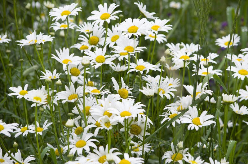 Bloemenmargrieten het gebied onder gras stock afbeelding Bloemenmargrieten het gebied onder gras stock afbeelding
