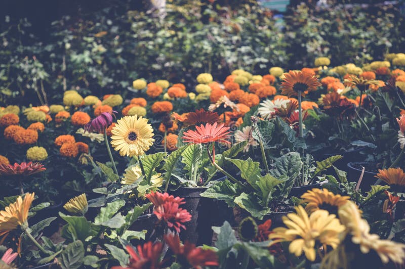 Bloementuin royalty-vrije stock foto's