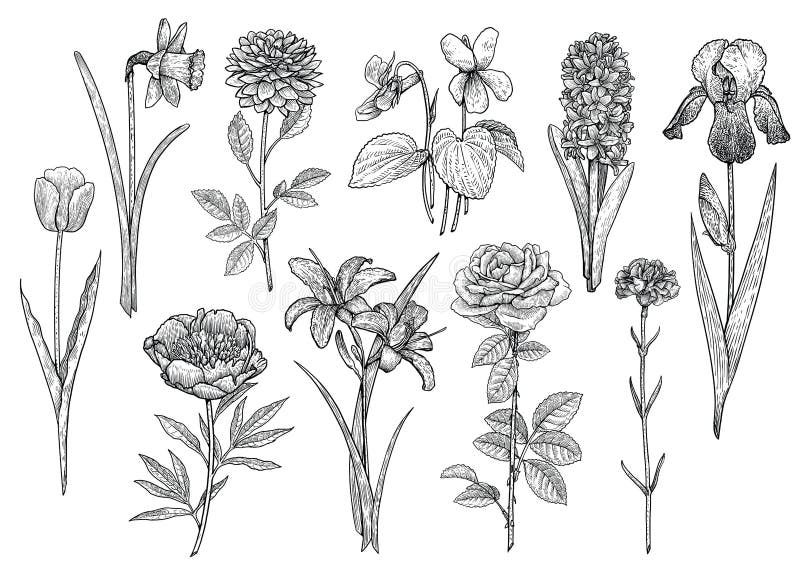 Bloeminzameling, illustratie, tekening, gravure, inkt, lijnkunst, vector stock illustratie Bloeminzameling, illustratie, tekening, gravure, inkt, lijnkunst, vector stock illustratie